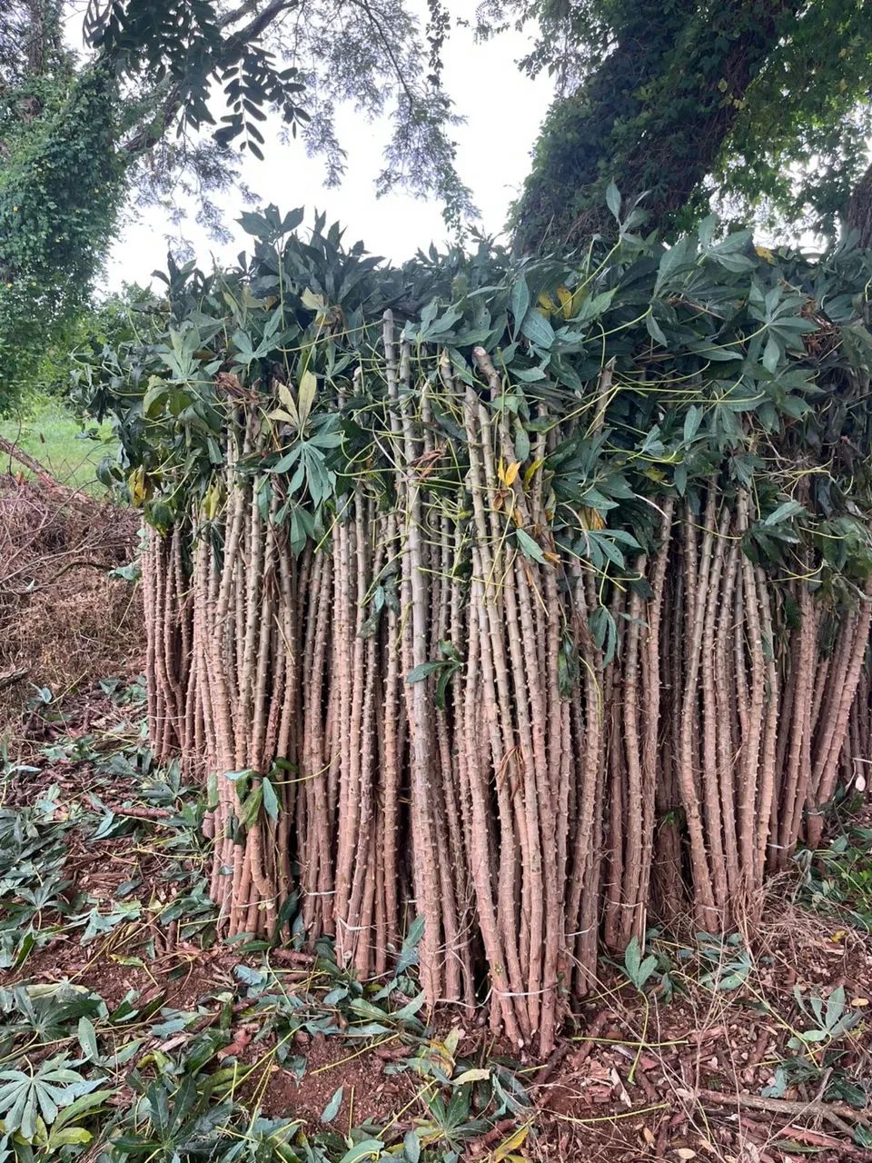 RAMA DE MANDIOCA AMARELA - Foto 3