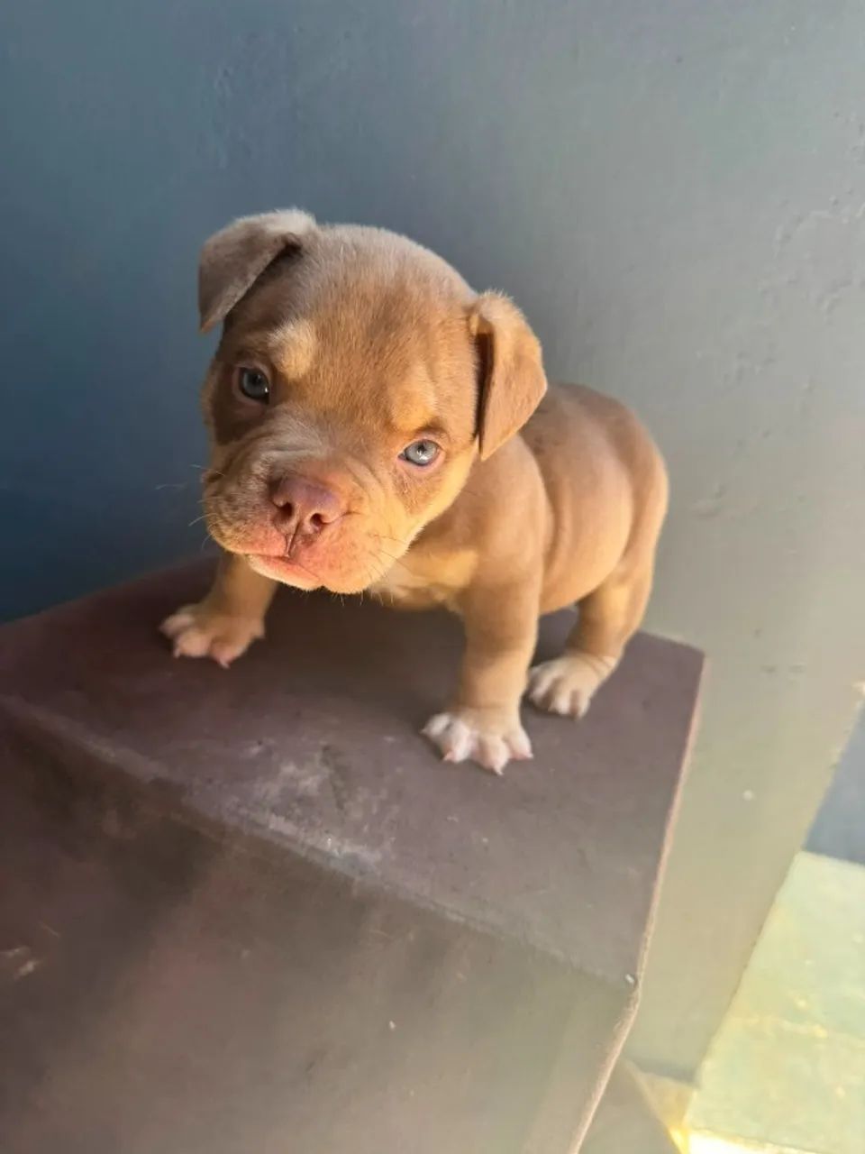 AMERICAN BULLY  - Foto 4