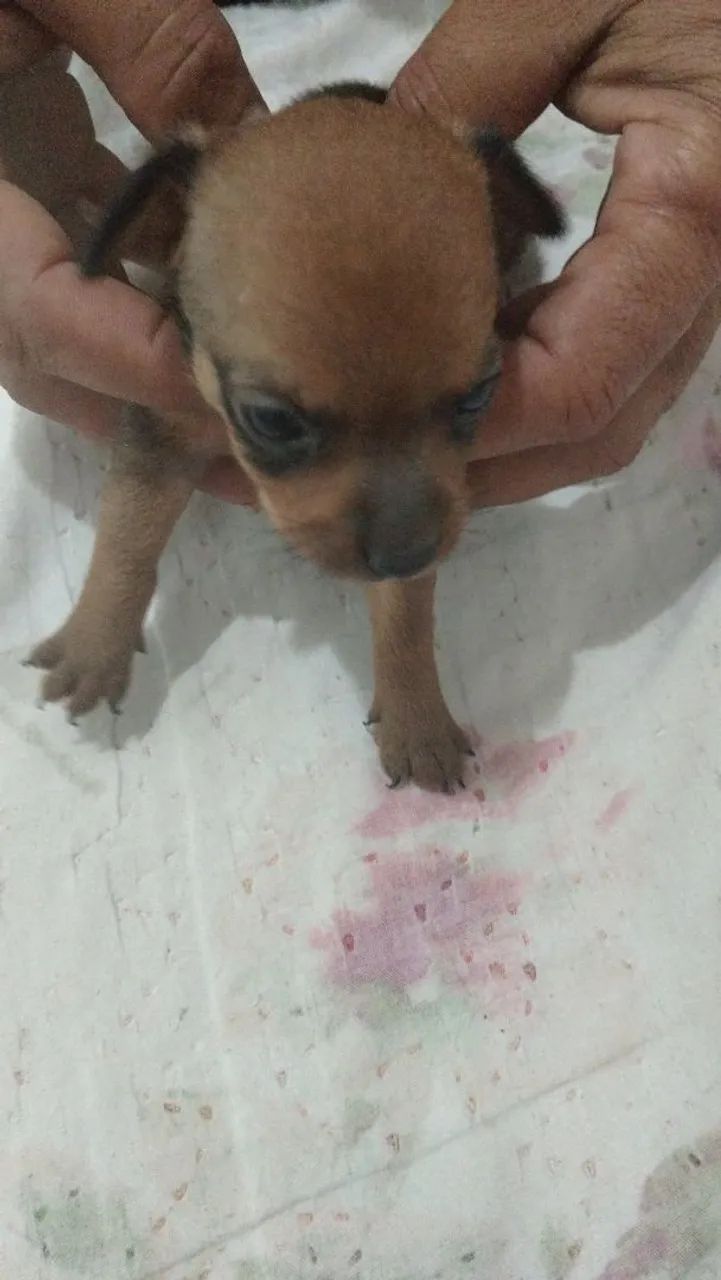 Pinscher 0 com 1