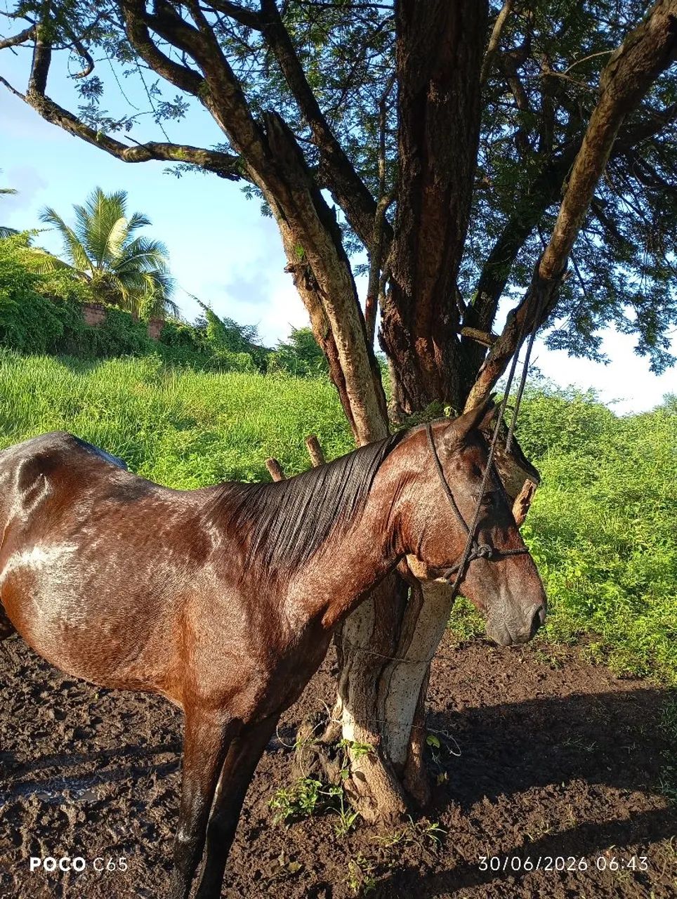 Vende-se essa égua de montada  - Foto 2