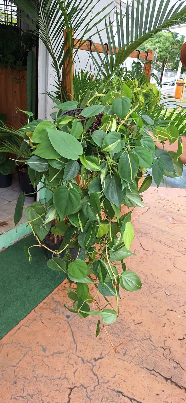 Planta filodendro Brasil  - Foto 2