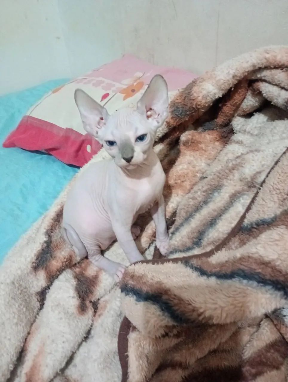 Gatos sphynx  - Foto 4