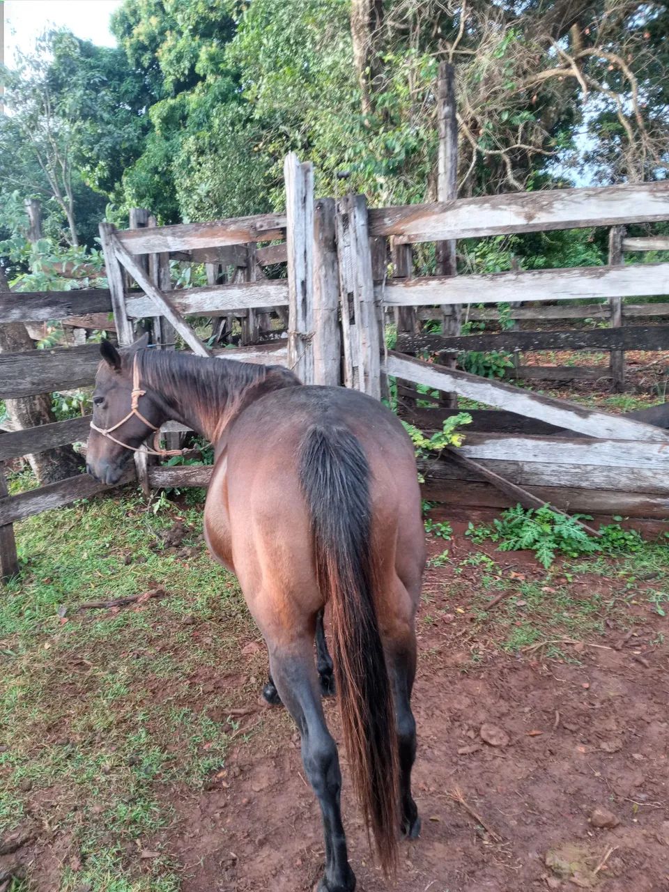 Cavalo - Foto 2