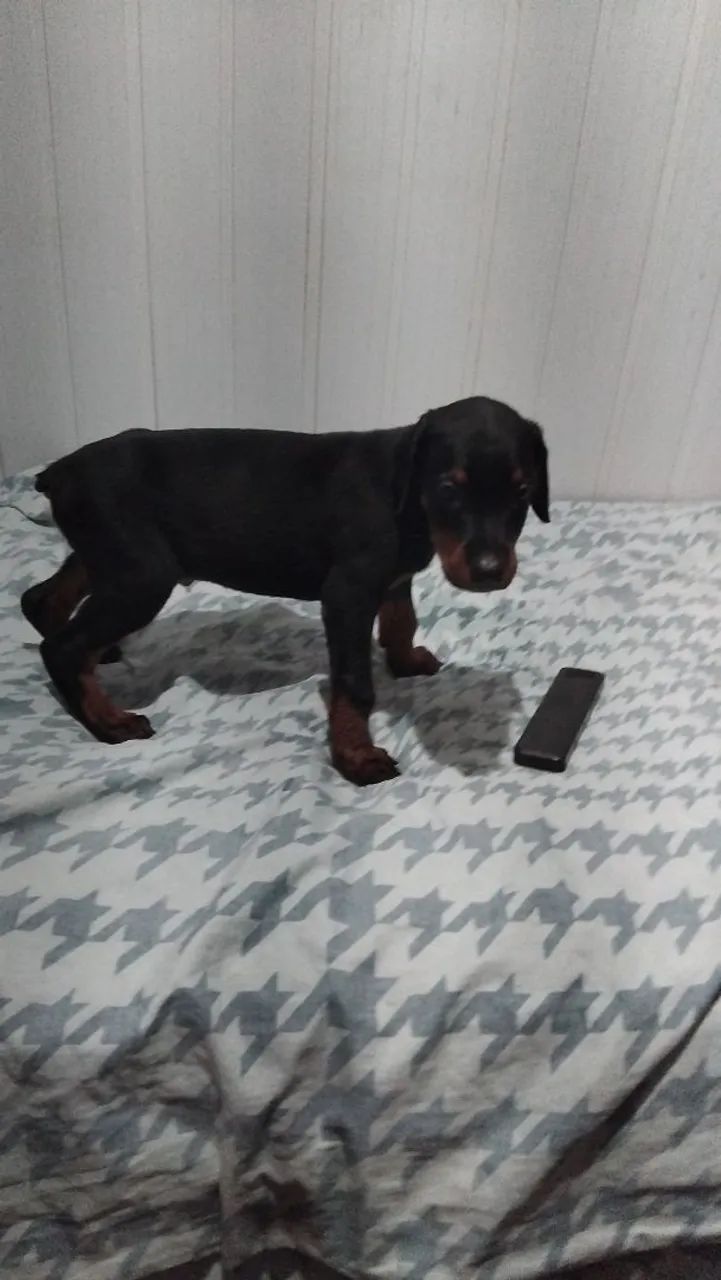 Dobermann  - Foto 2