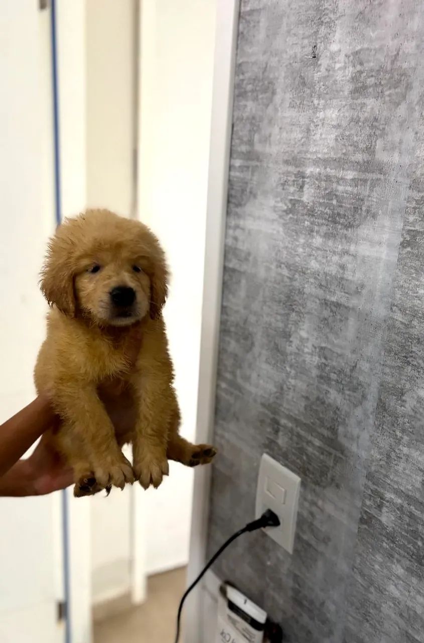 Título golden retriever pronta entrega 