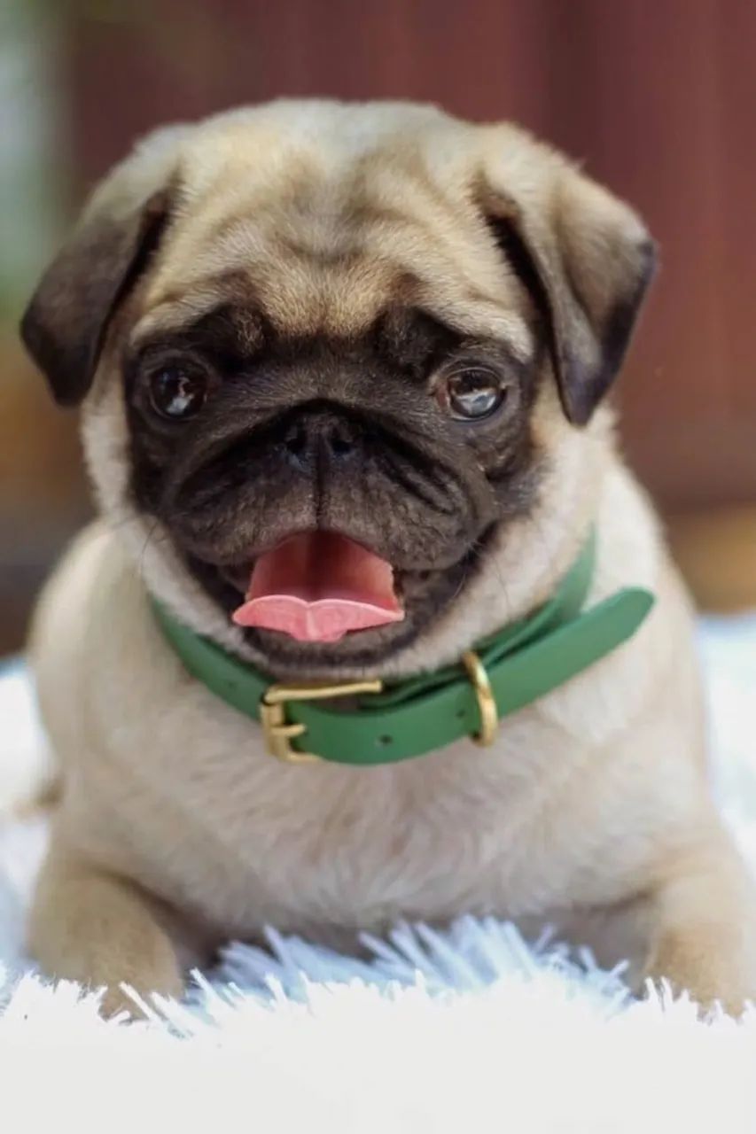 Pug macho  - Foto 2