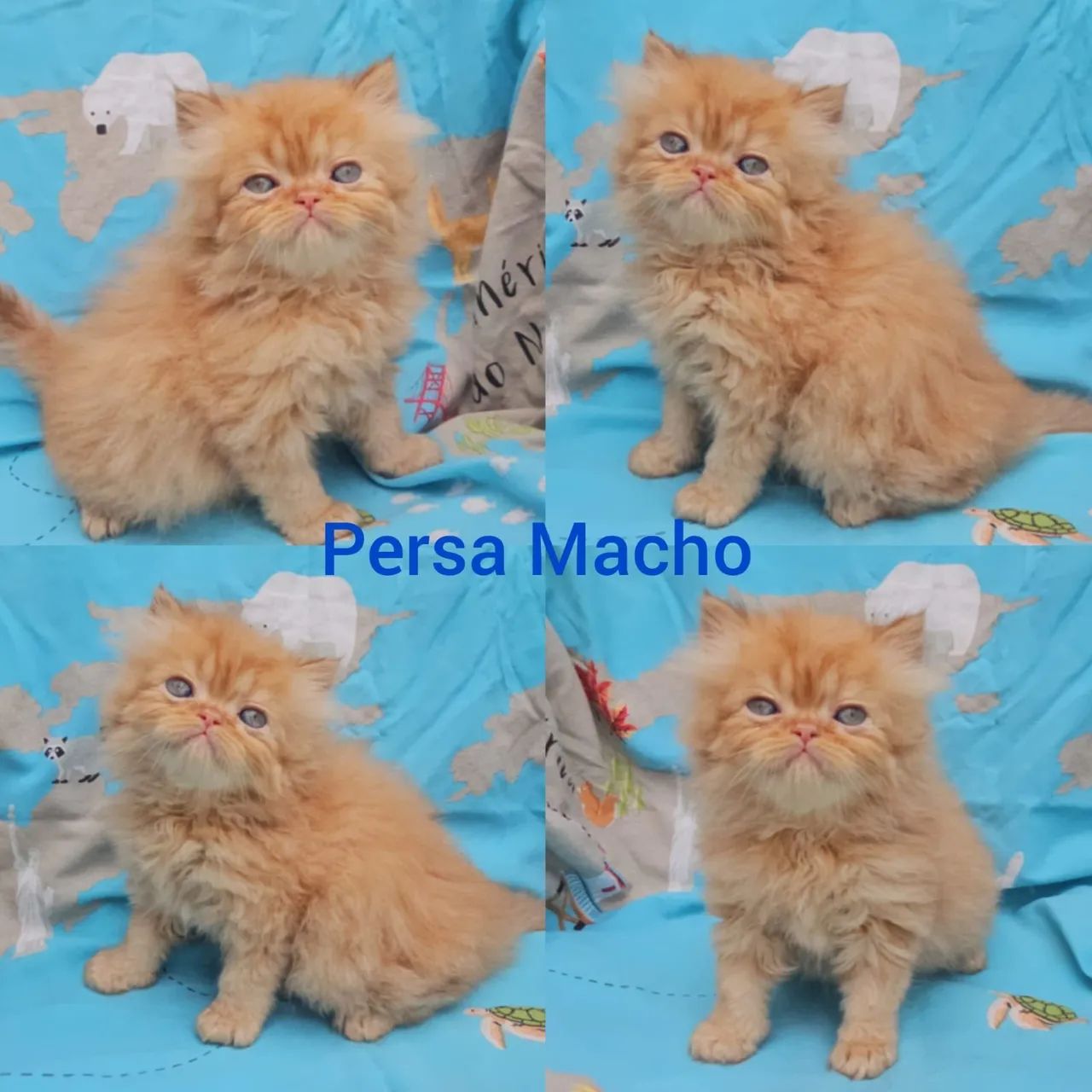 Persas, Exóticos e Himalaios Filhotes - Gatil BSB Cat - Foto 3