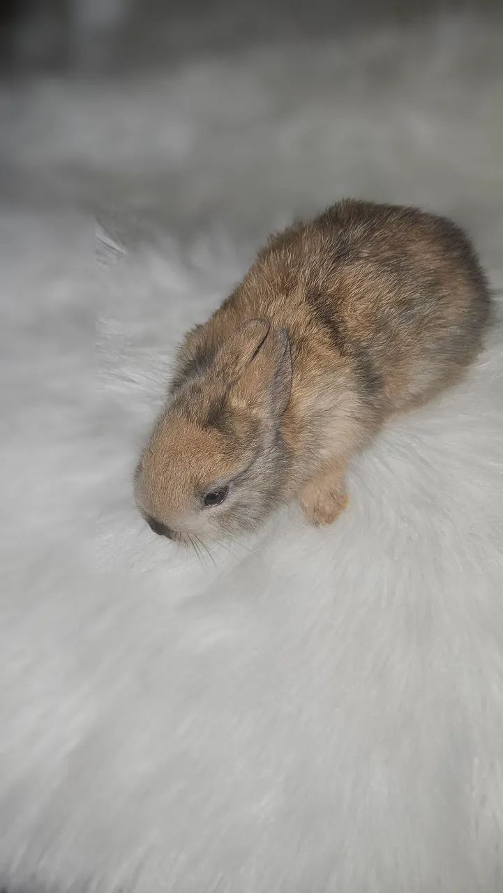 Mini - Foto 3
