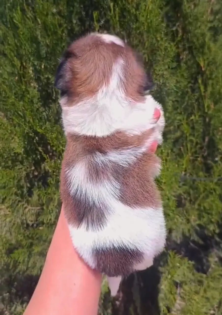 Shitzu shih tzu 1.200$ - Foto 2