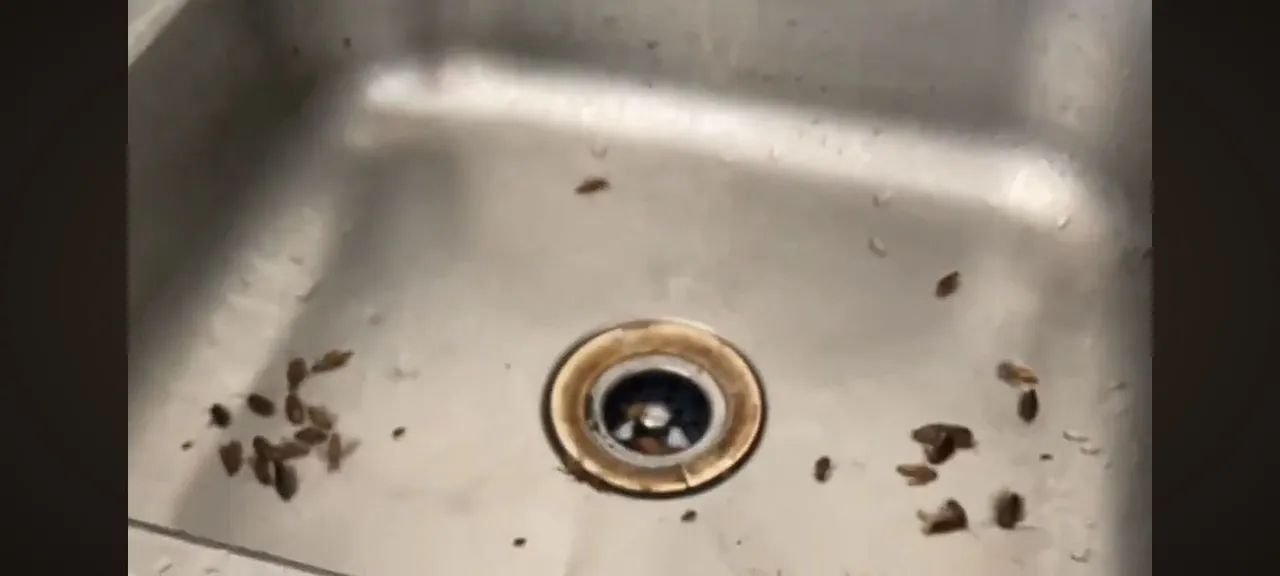   Controle de pragas  promocao .