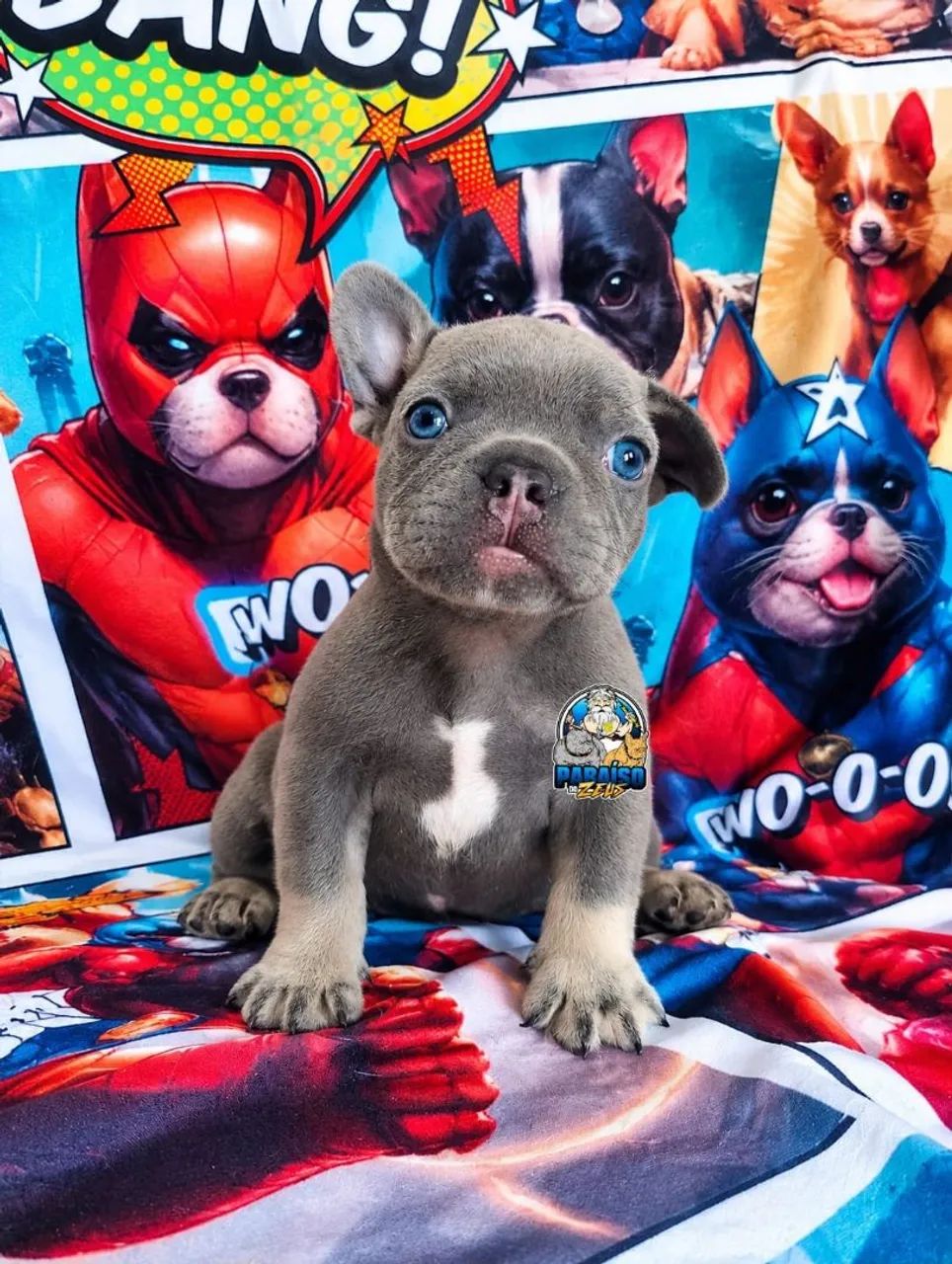 Bulldog Francês 