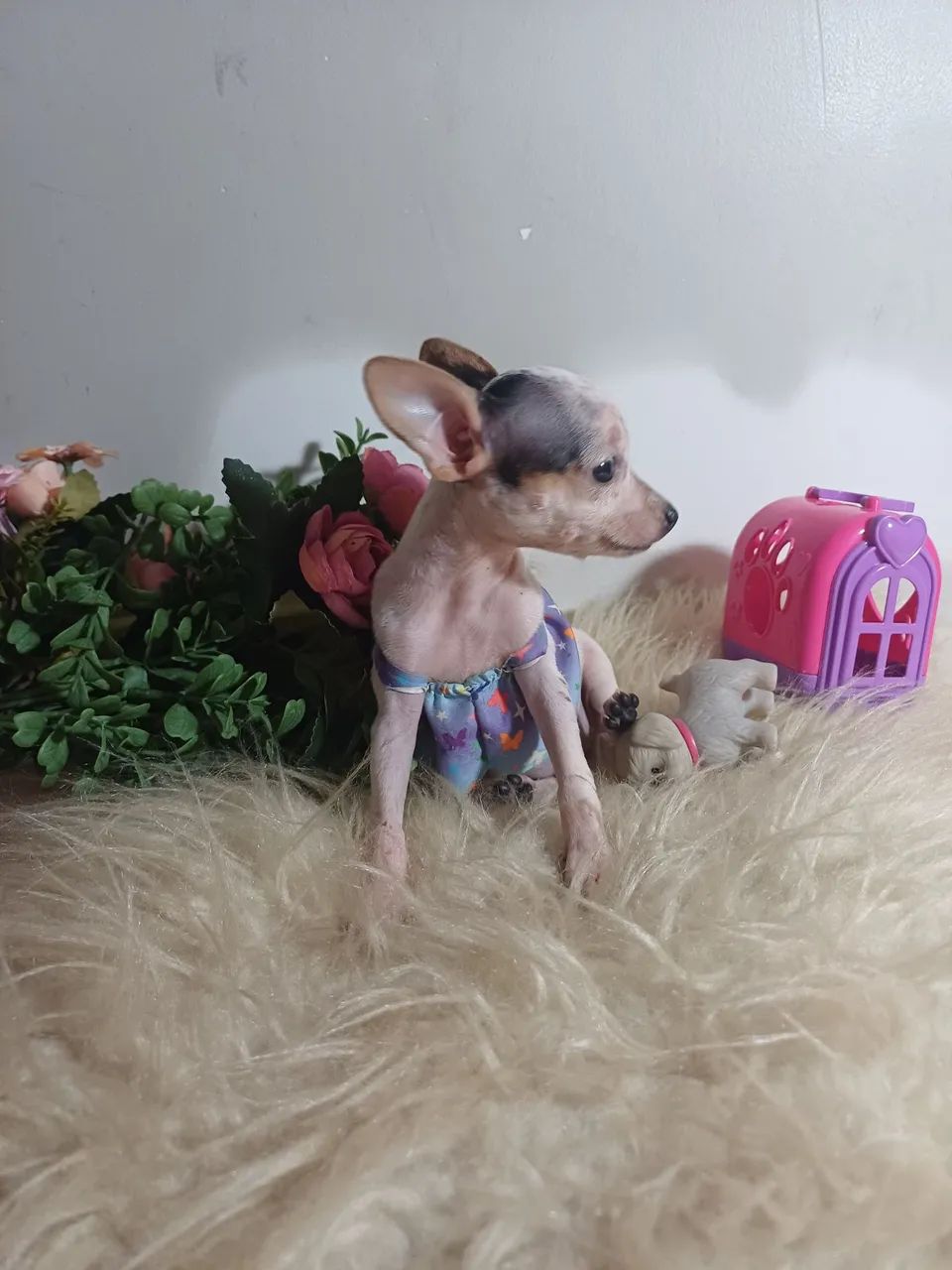 Pinscher zero