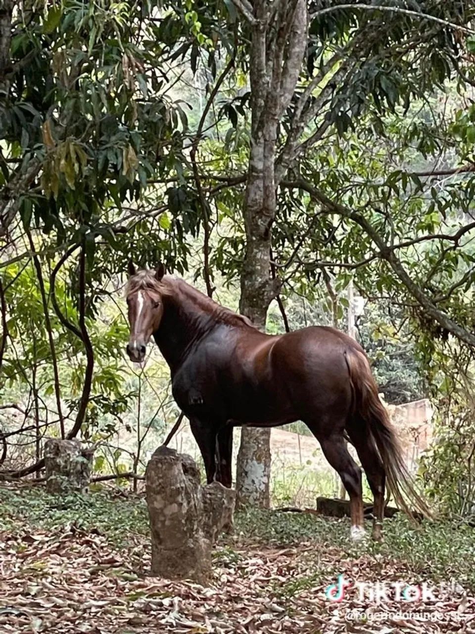 Vendo  potro manga larga potro de ótima genética 