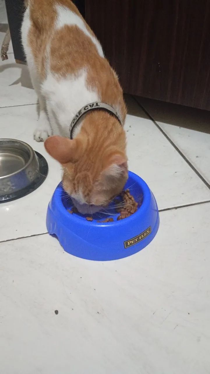 Gato  - Foto 2
