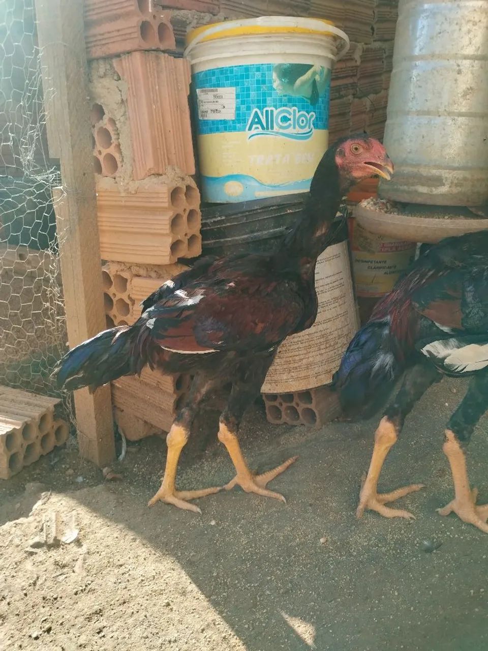 Frangos Índio Gigante  - Foto 5