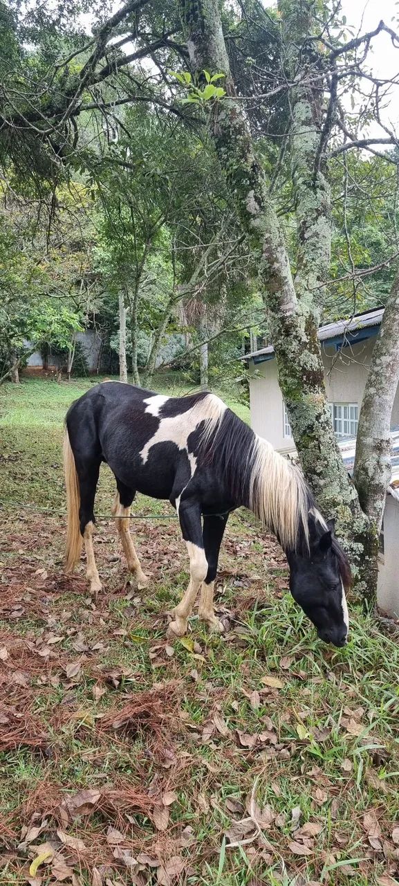 Cavalo Macho Inteiro  - Foto 4