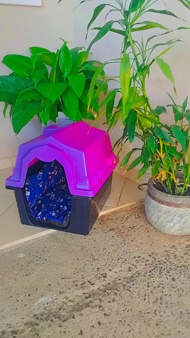 Casinha pet com caminha  - Foto 5