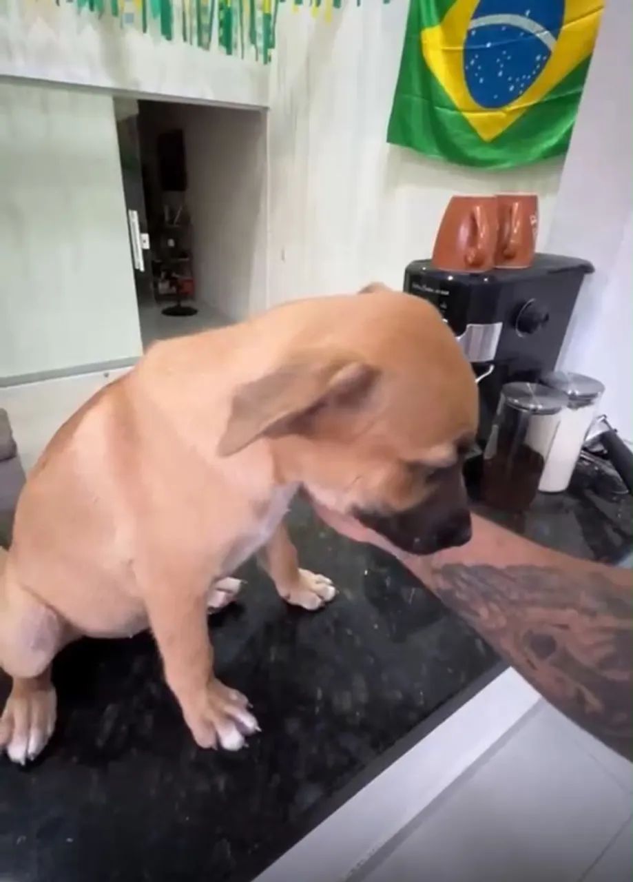 Doação de cachorrinha  - Foto 5
