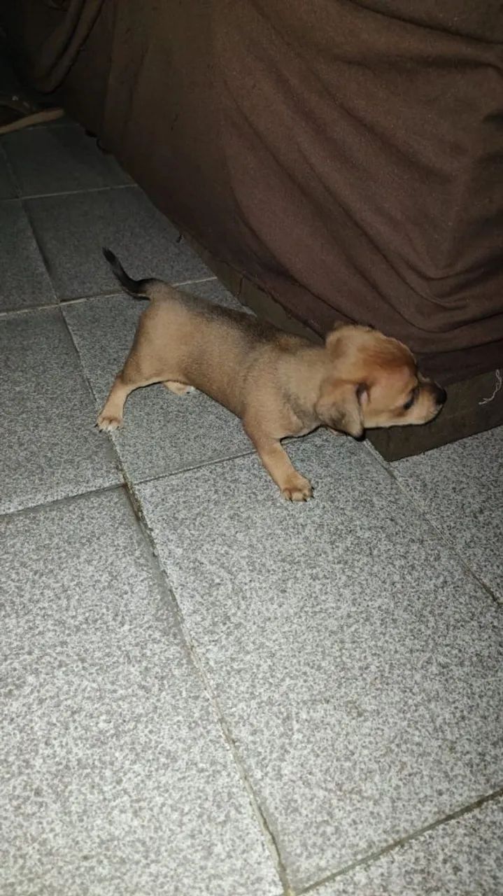 Pinscher  - Foto 5