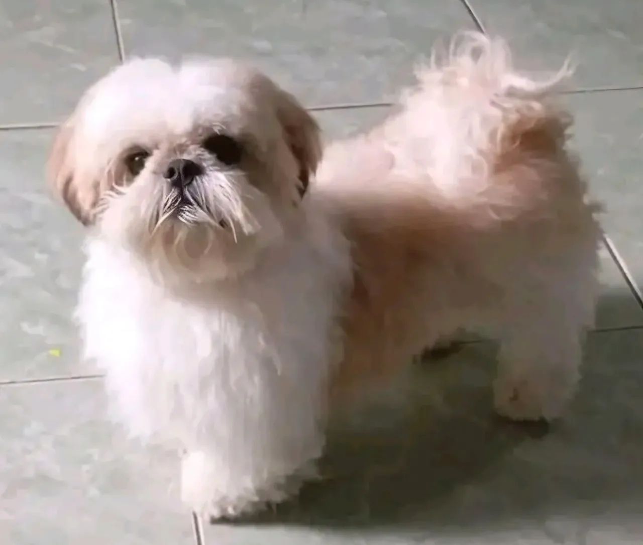 Shihtzu  - Foto 5