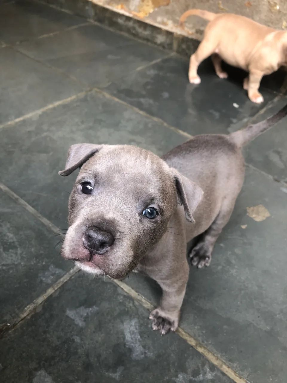 Filhote de American Bully - Foto 5