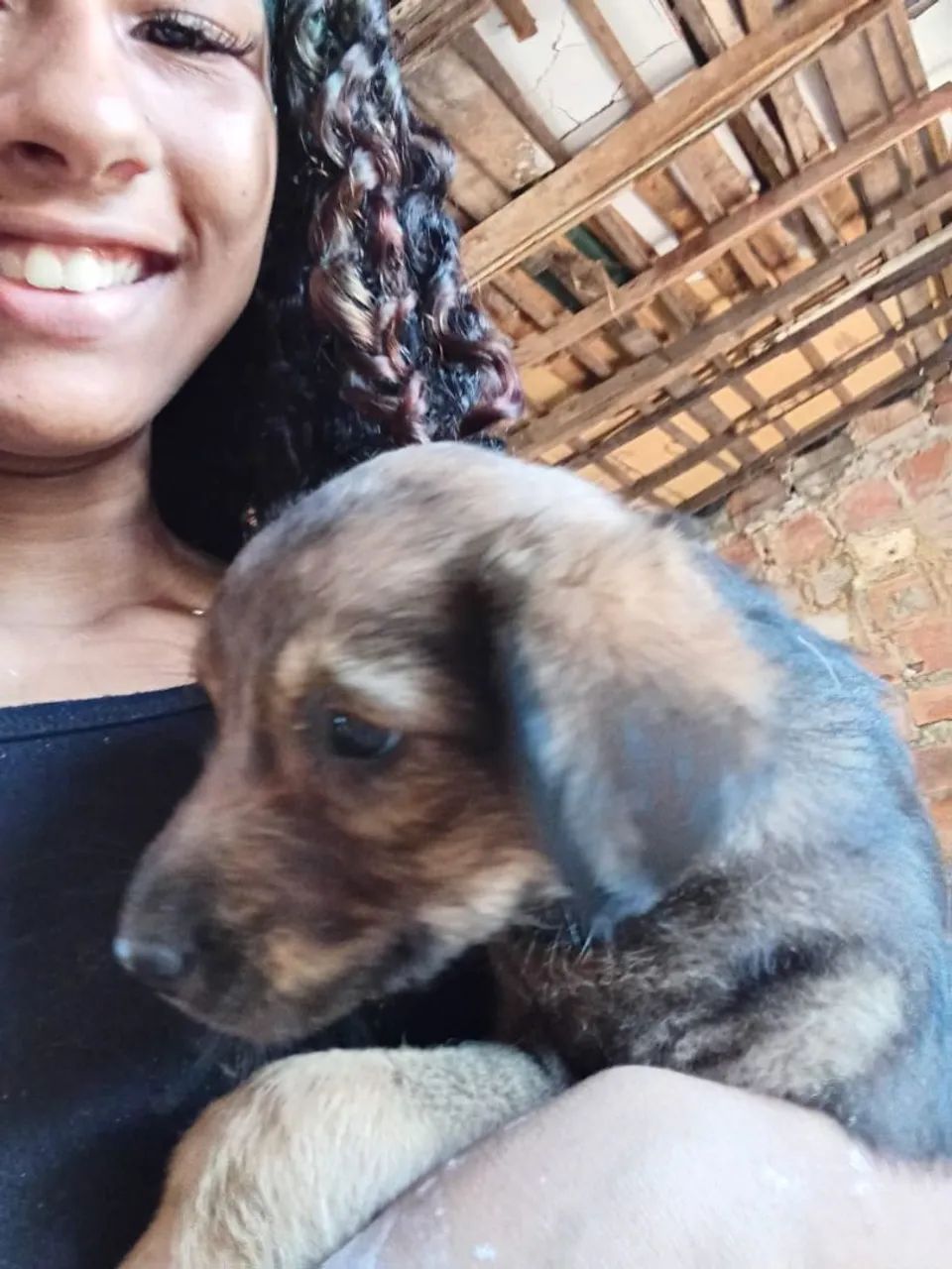 Cachorro  - Foto 5