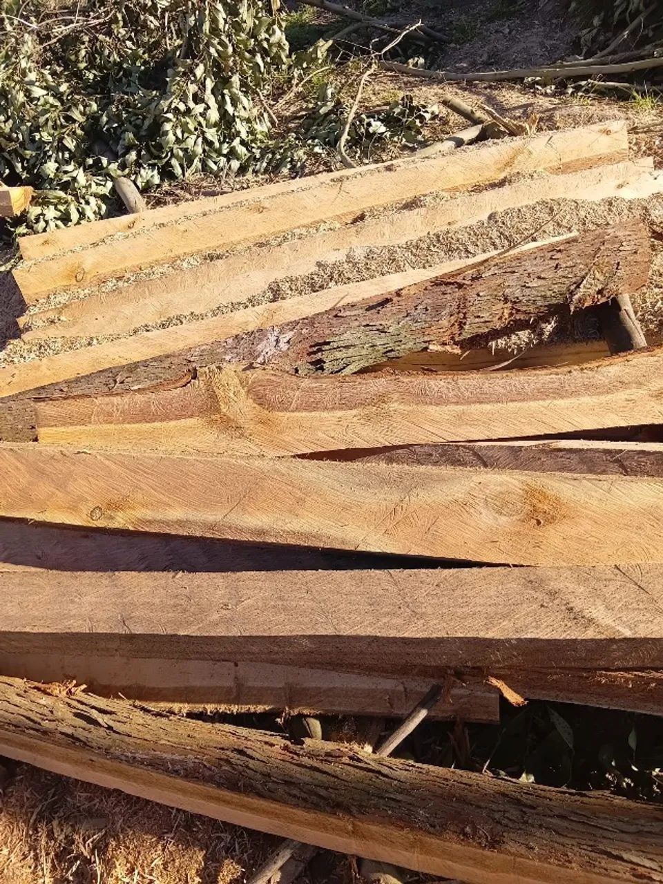 Lasca de eucalipto branco  - Foto 2
