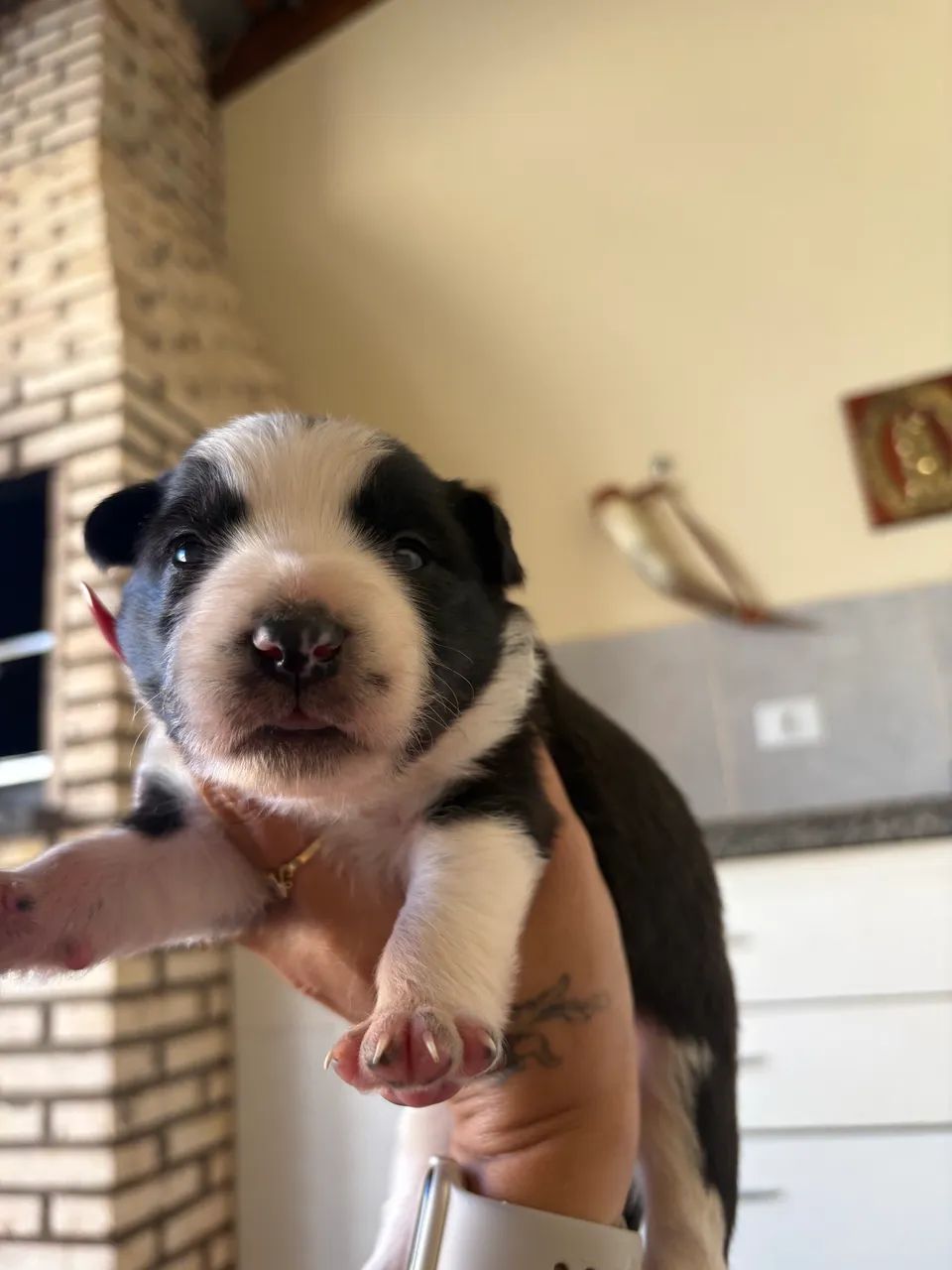 Border collie  - Foto 5