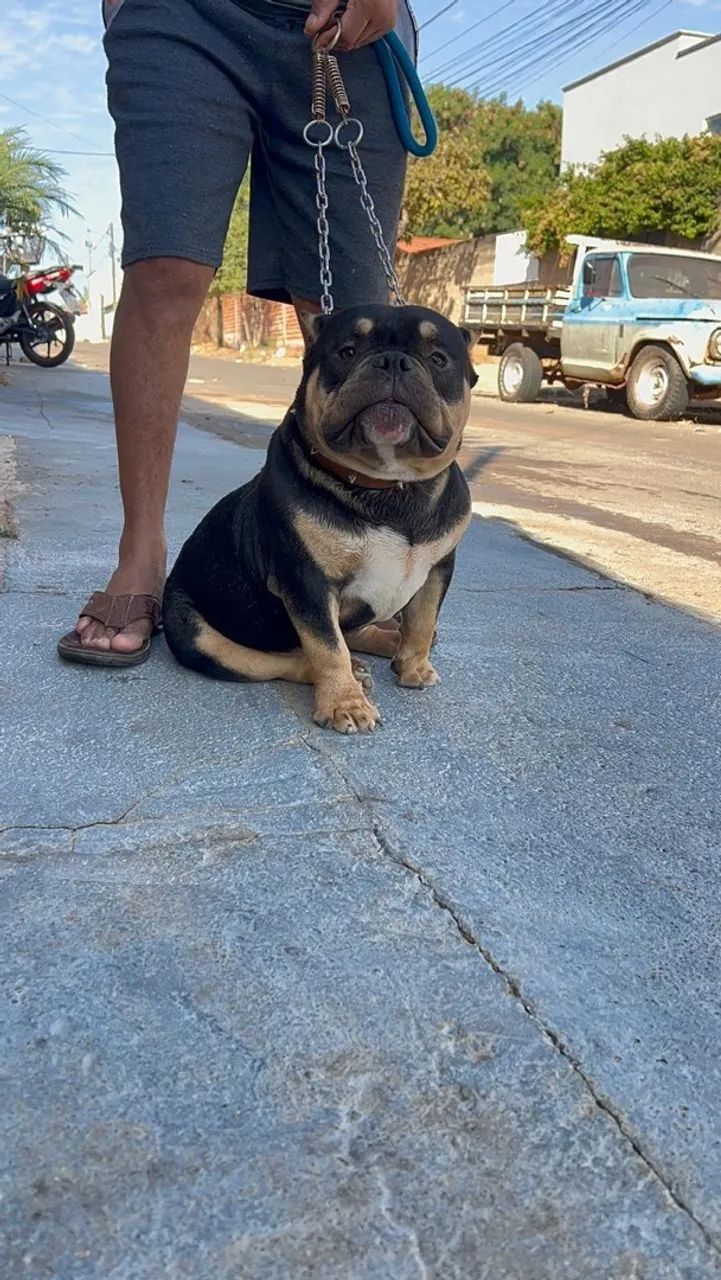 American bully  - Foto 2