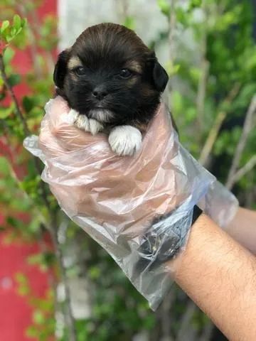 SHIH TZU BABY FACE: Pelagem Luxo, Saúde Garantida em Contrato e Vacina V10 