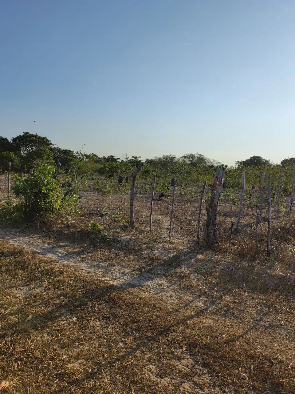 Terreno na Paraipaba  - Foto 2