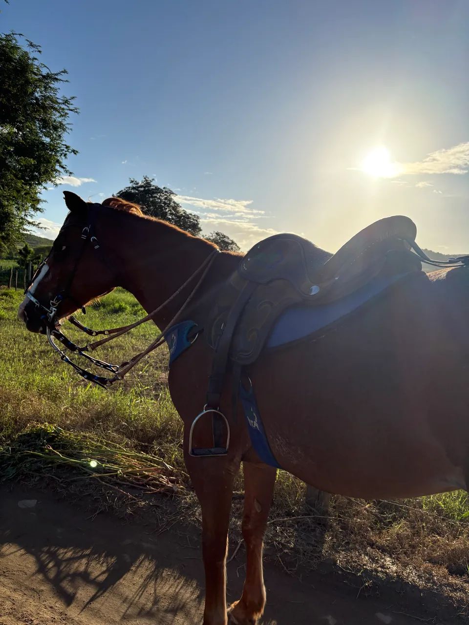 Cavalo - Foto 2