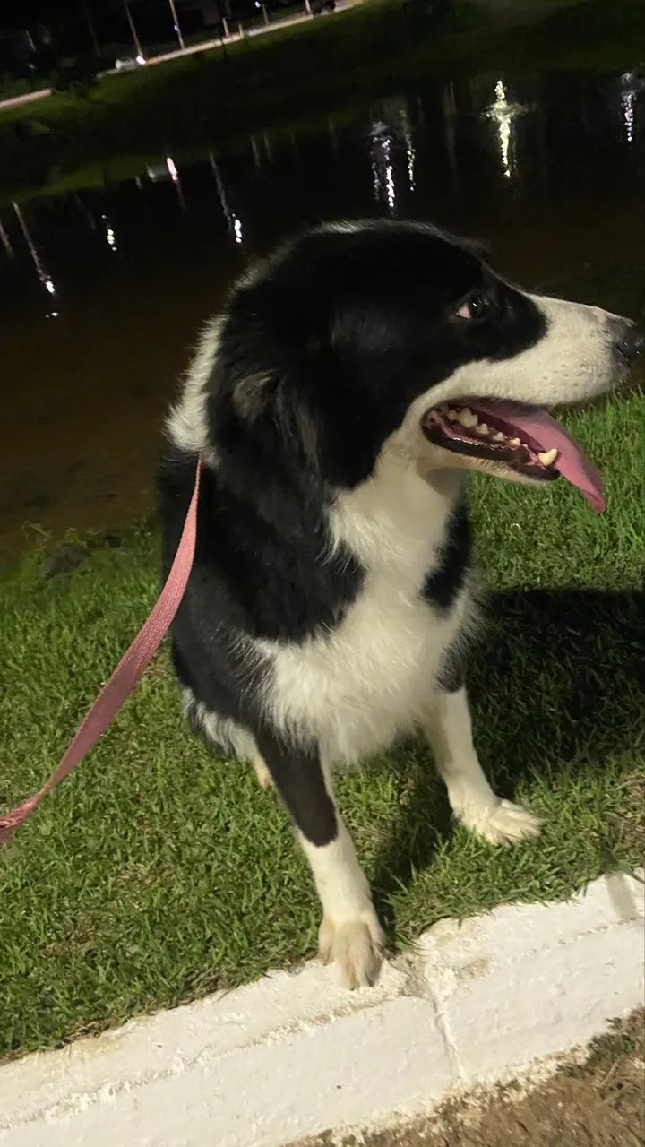 Filhotes de border collie com pedigree  - Foto 4