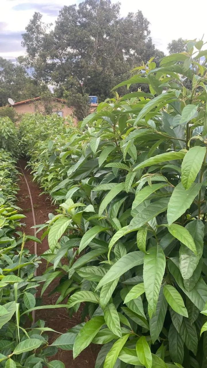 Mudas de árvores em Dona Euzébia - Foto 3