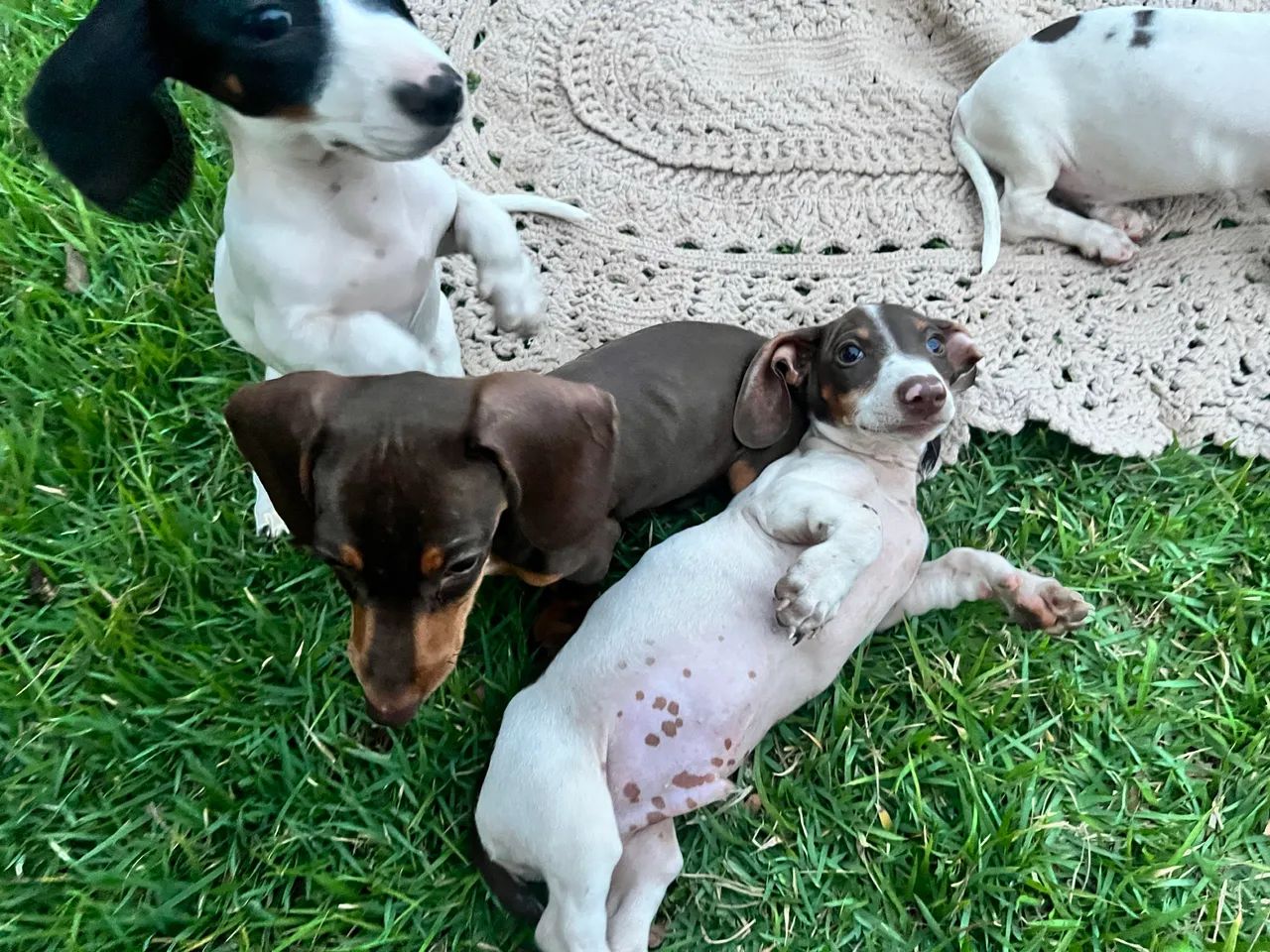 Dachshund macho - Foto 5