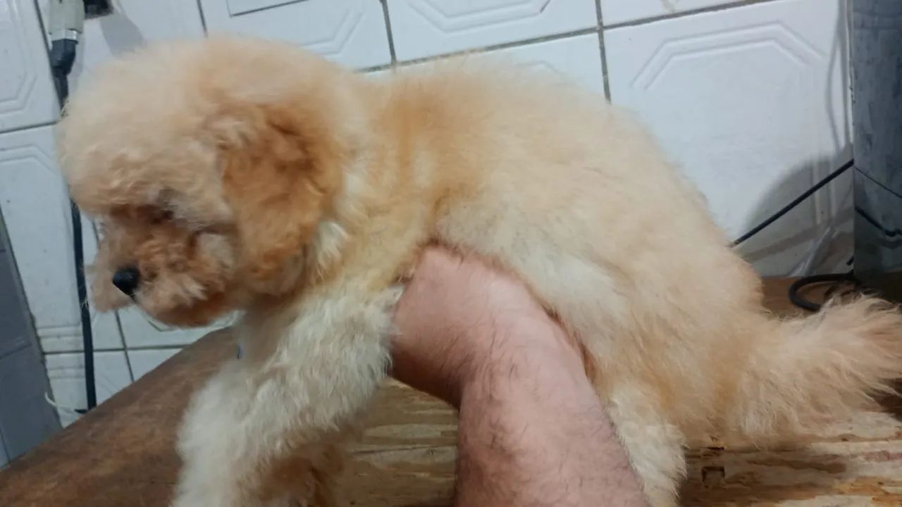 Filhote de poodle macho  - Foto 2