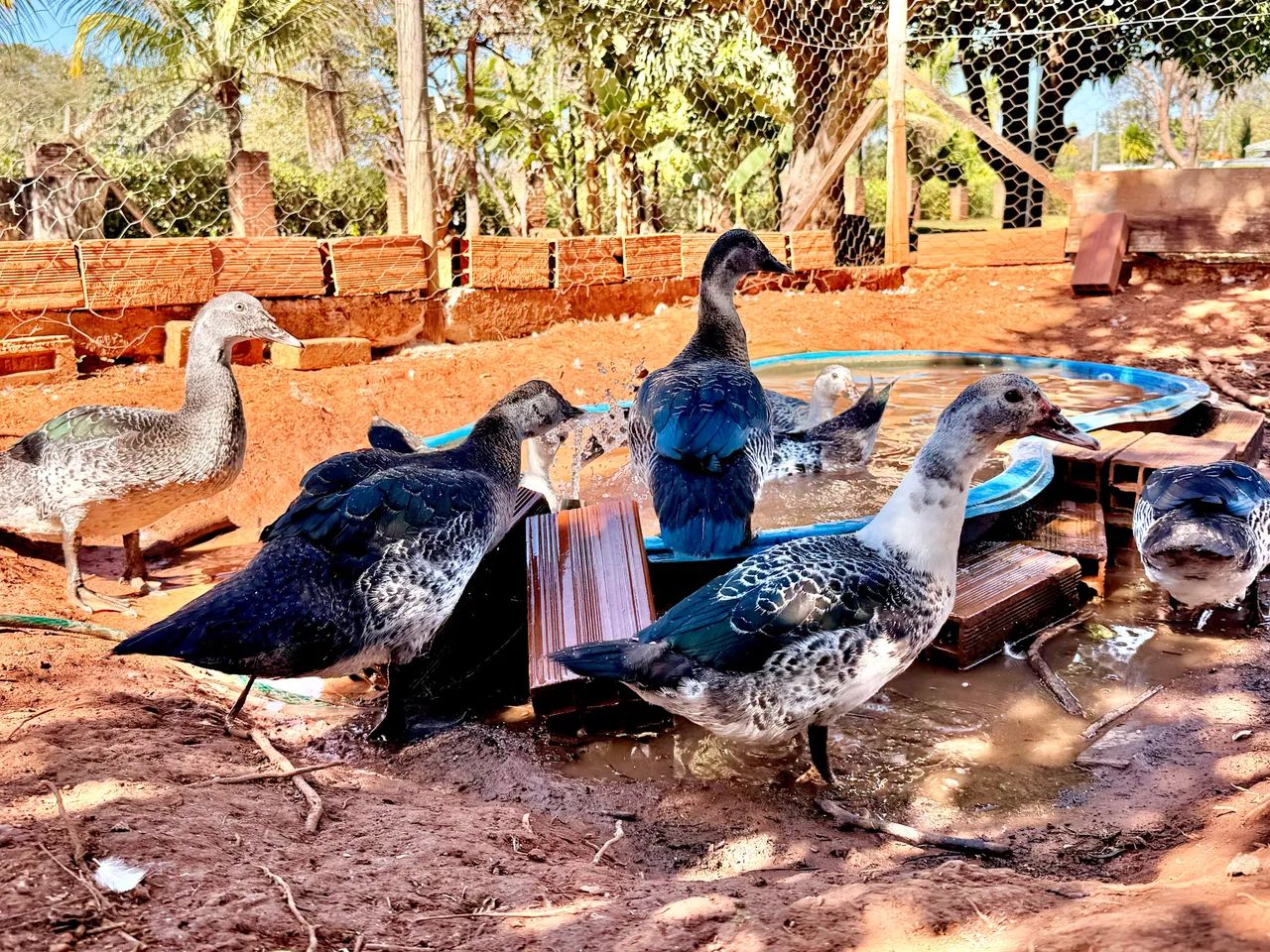 Pato - Aves - Foto 2
