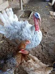 Galinhas e galo - Foto 4