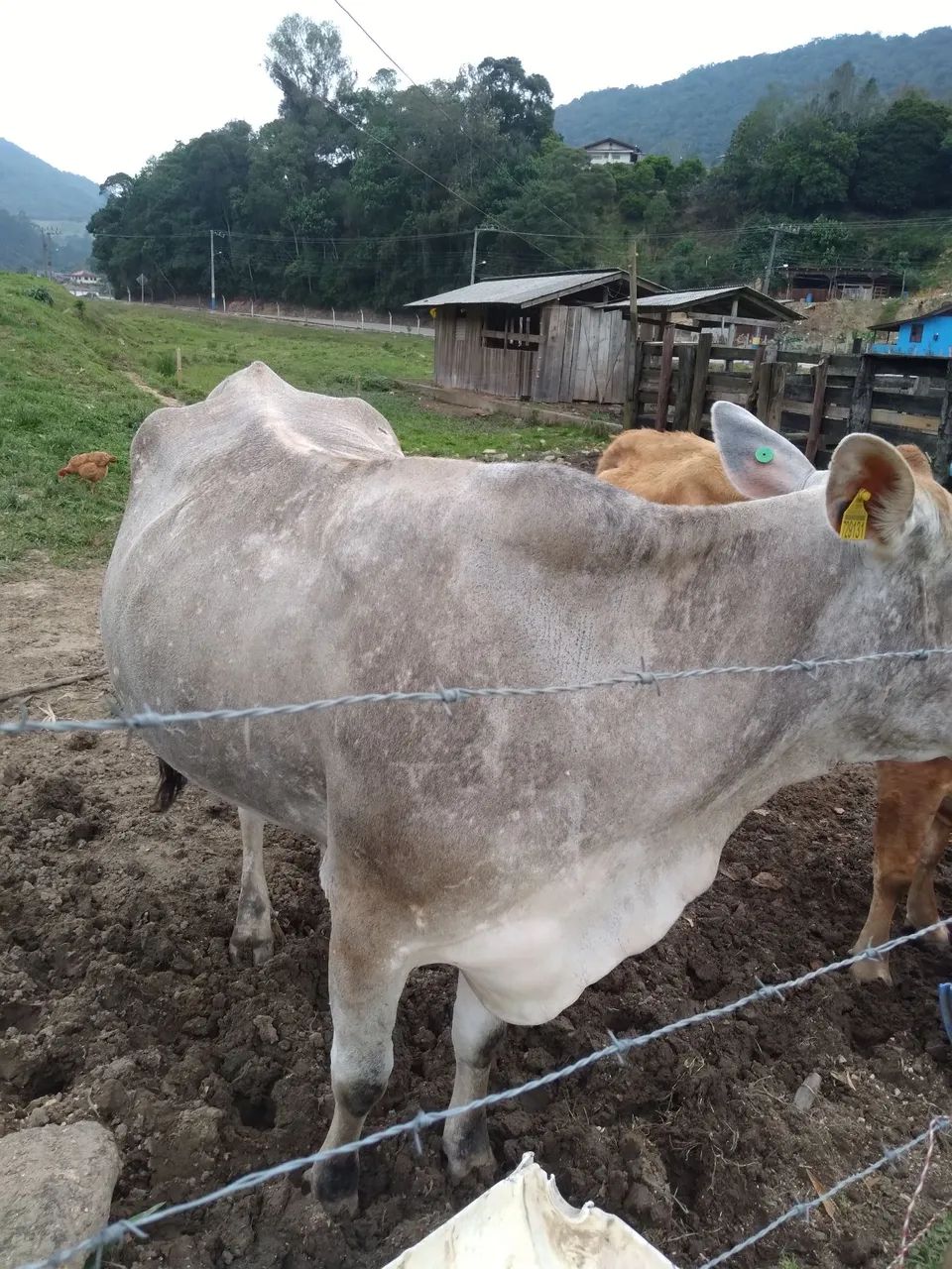 Vendo três  vacas  - Foto 3