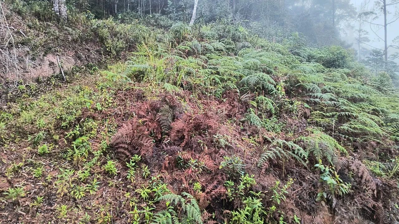 Vendo terreno em santa Teresa a 9 km da cidade  - Foto 2