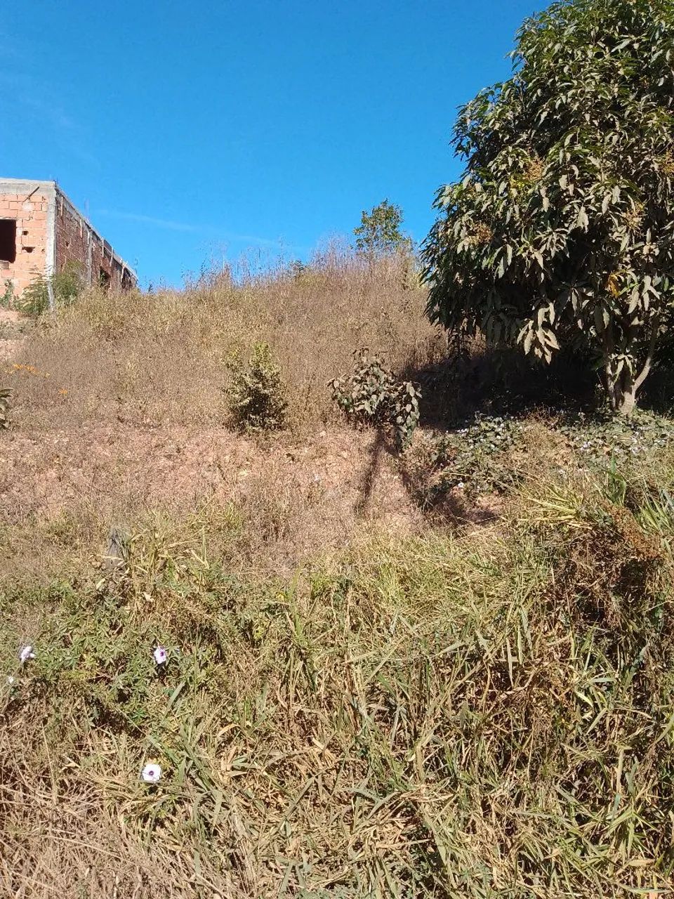 Lote - Foto 4