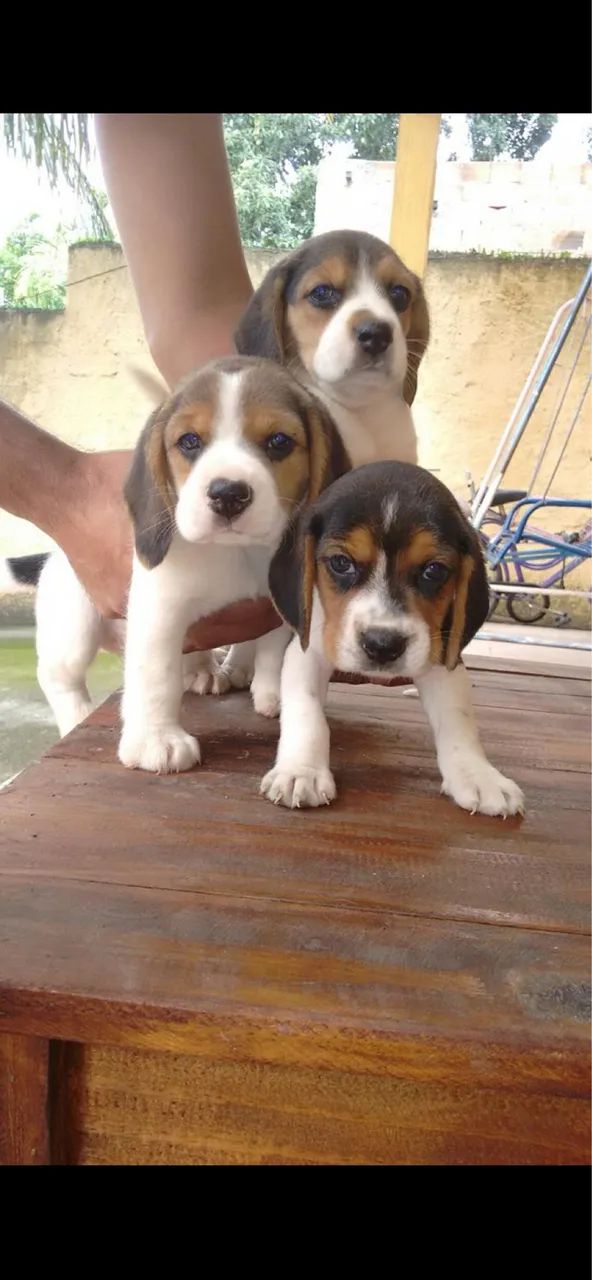 Beagle tricolor 2 meses
