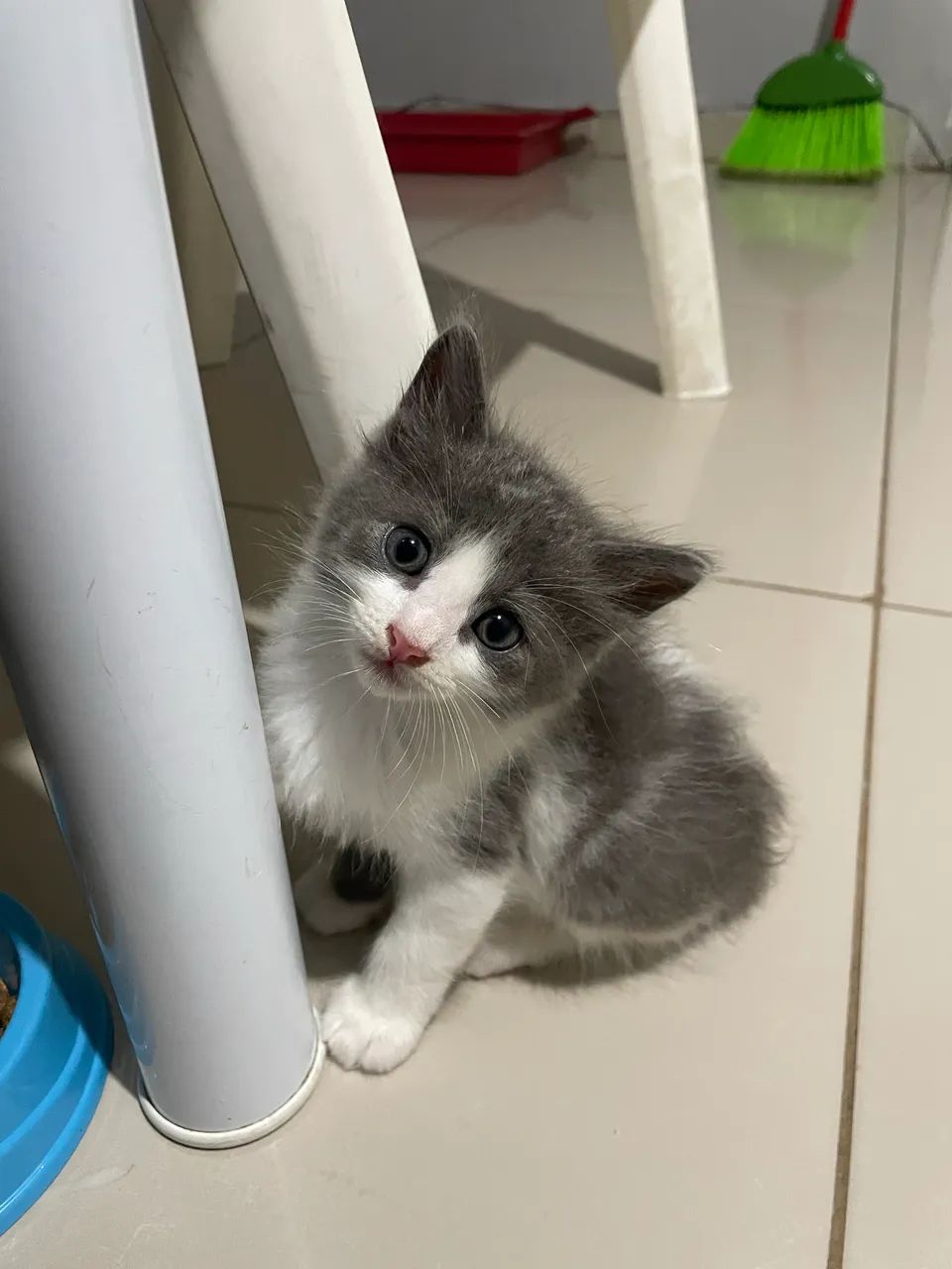 Estou doando este gatinho macho tem 1 mês , motivo moro em apartamento 