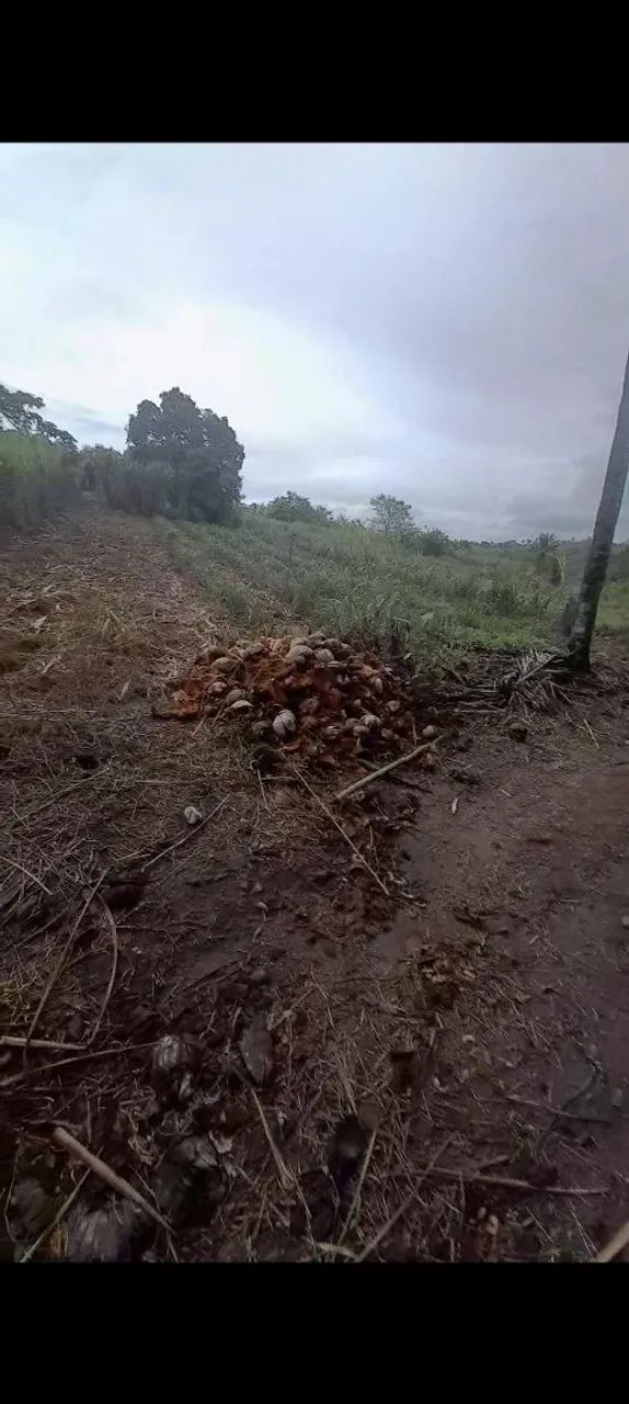 APROVEITE AS TROVOADAS E PLANTE BRS CAPIAÇU E BRS KURUMI 
