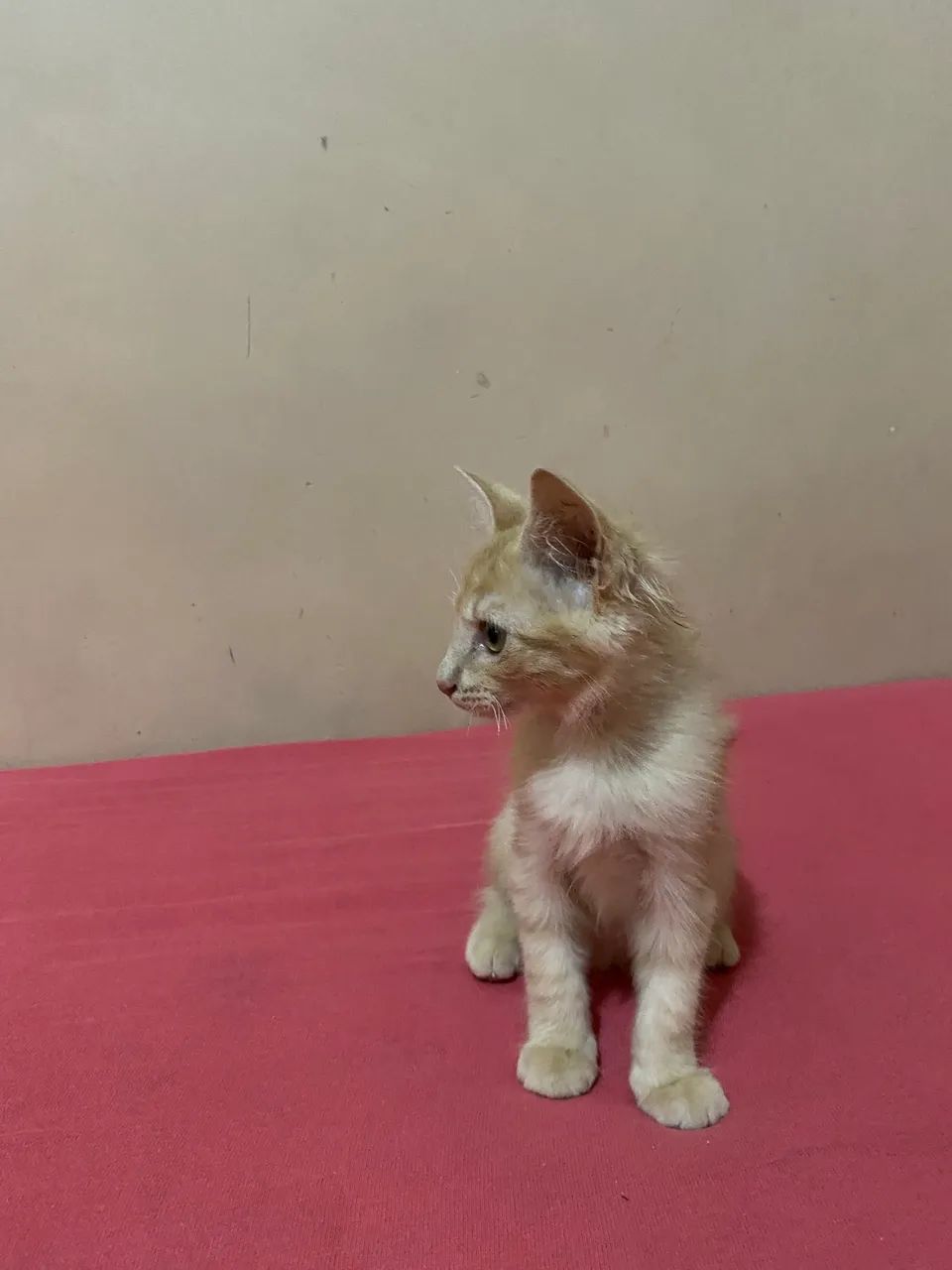 Gatinho lindo para adoção  - Foto 4