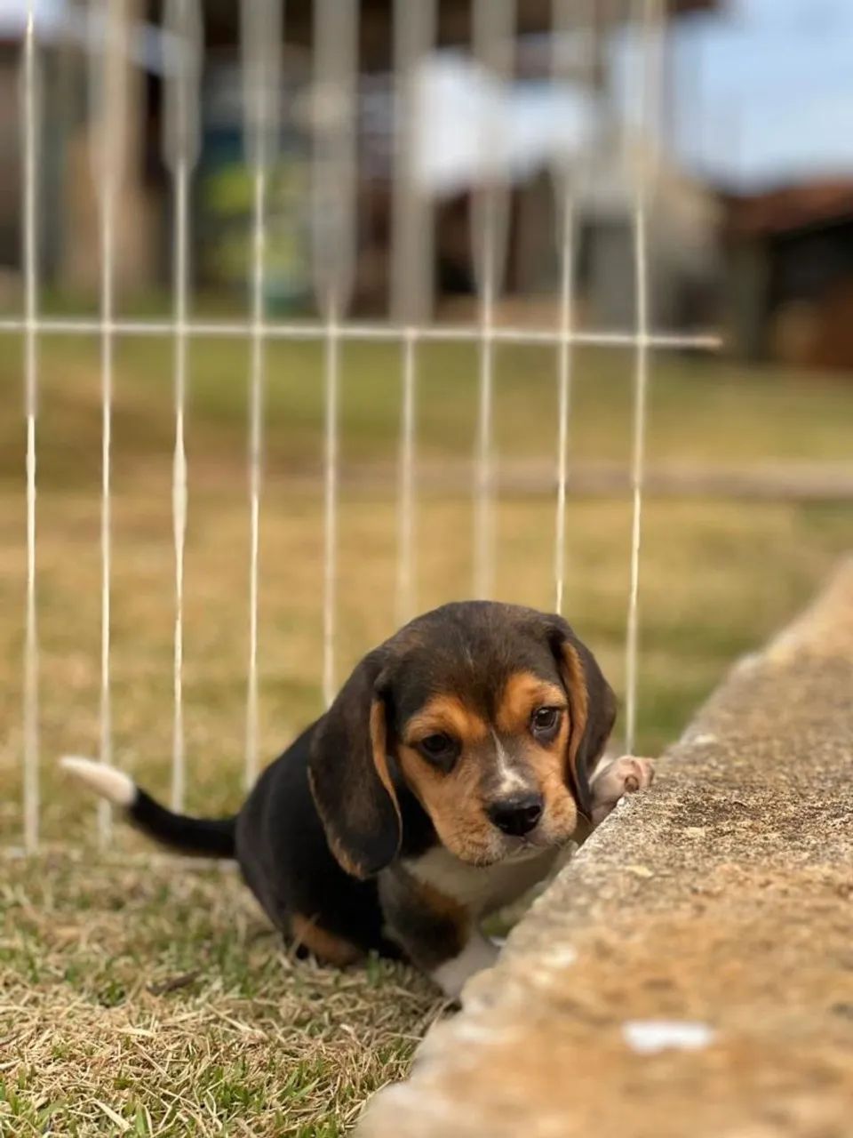 BEAGLES PERFEITOS - Foto 2