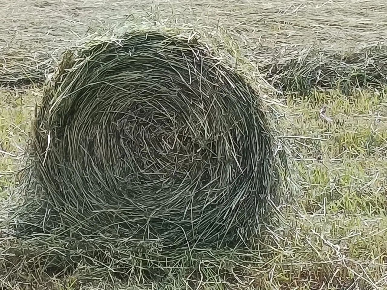 FENO PRESSECADO - Foto 4