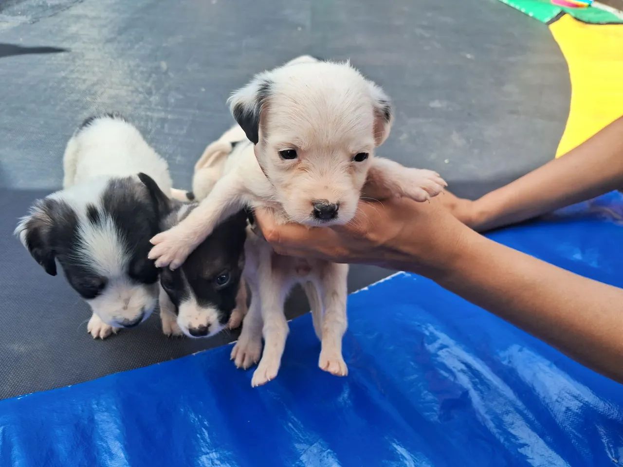 Doação Responsável  - Foto 2