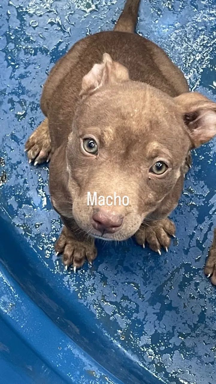 Vendo pitbull puro  - Foto 2
