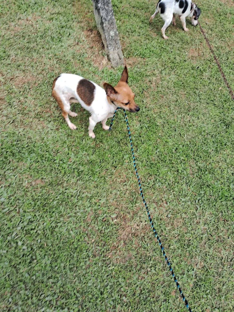 Animal de estimaçao  - Foto 2